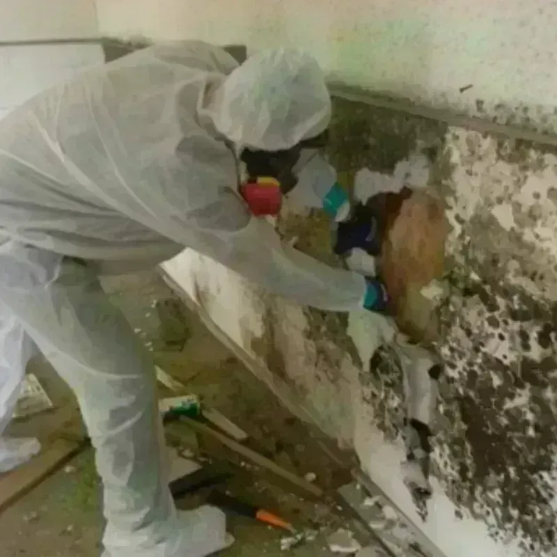 Mold Remediation and Removal in West Salem, OH